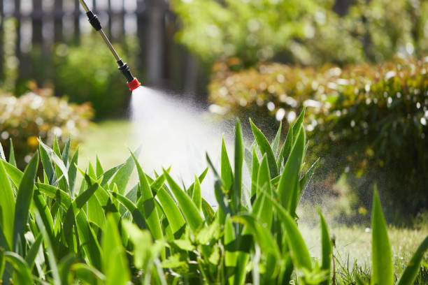 24/7 Emergency Termite Control experts in Bellevue, IL